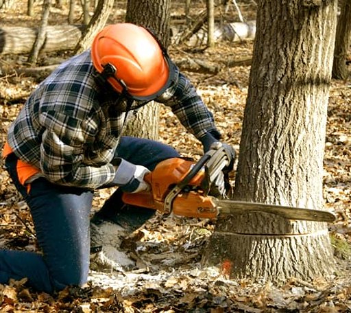 Tree Removal in Burt, NY
